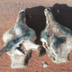 Skulls of two giraffes killed by lightning. The older of the two (left) exhibits a fracture at the base of the right ossicone. The skulls were prepared by flaying and drying in the Sun.